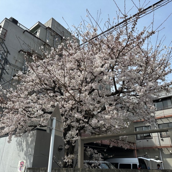～サクラ今年も咲きました～／京都からすま病院 サムネイル画像