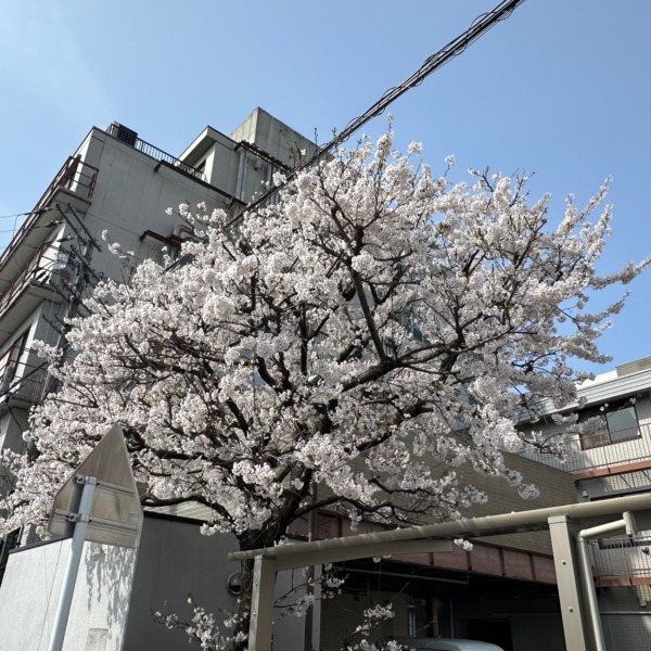 今年も満開🌸／京都からすま病院前 サムネイル画像